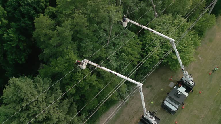 Best Palm Tree Trimming  in Ozark, MO