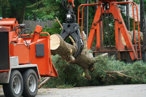  Ozark, MO Tree Care Services Pros