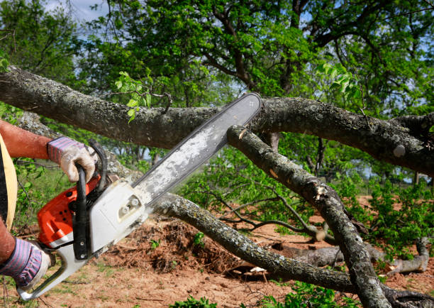 Best Tree Preservation Services  in Ozark, MO